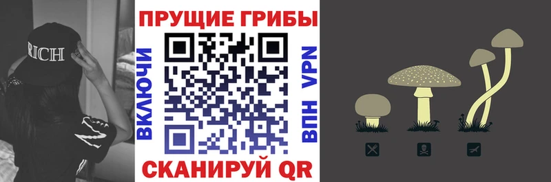 Псилоцибиновые грибы Psilocybine cubensis  Приволжск 